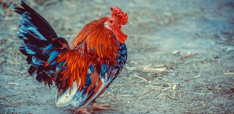 Beautifull Fancy Hen For Sale