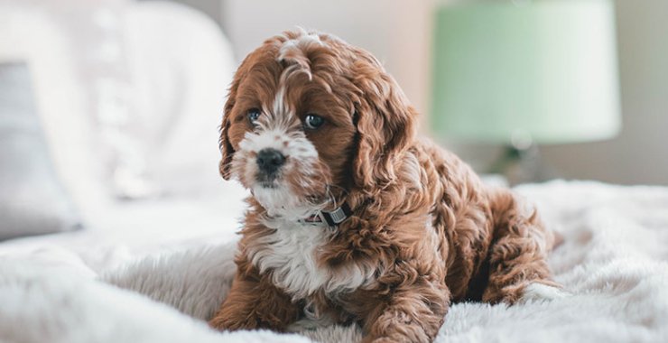 Cute Dog puppy for sale in cheapest price