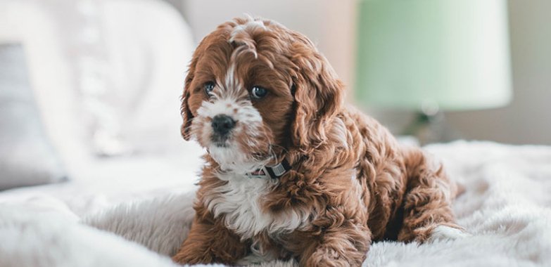 Cute Dog puppy for sale in cheapest price